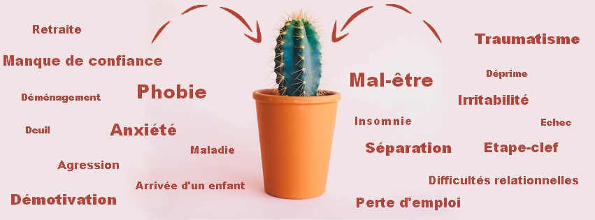 banniere_line_cactus
